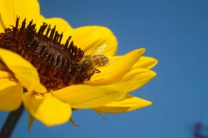 Própolis contra a dengue Própolis contra a dengue